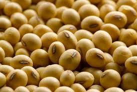 Soybean 01