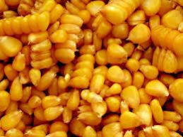 Yellow Maize 01