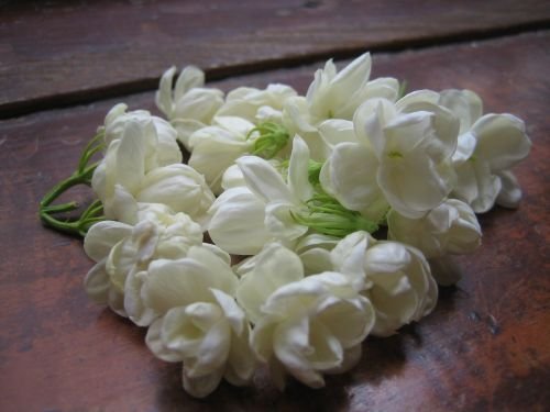 Fresh Jasmine Flower 05