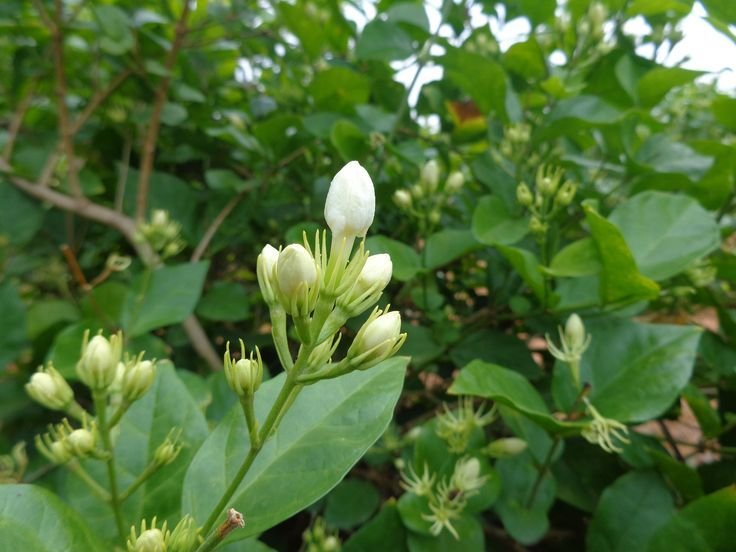 Fresh Jasmine Flower 06