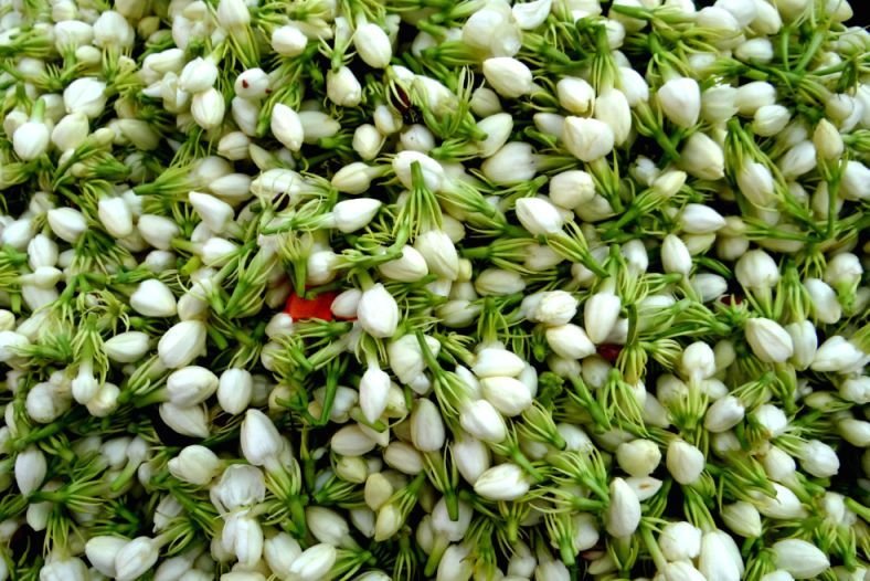 Fresh Jasmine Flower 04
