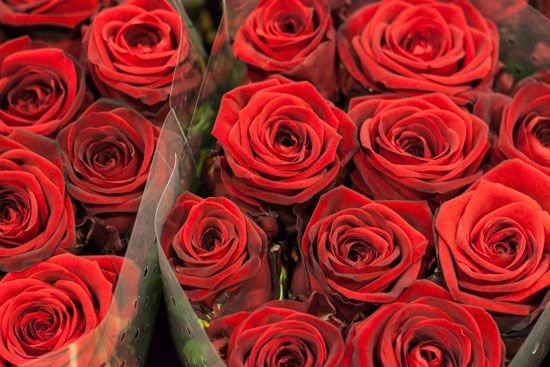 Fresh Rose Flower 01