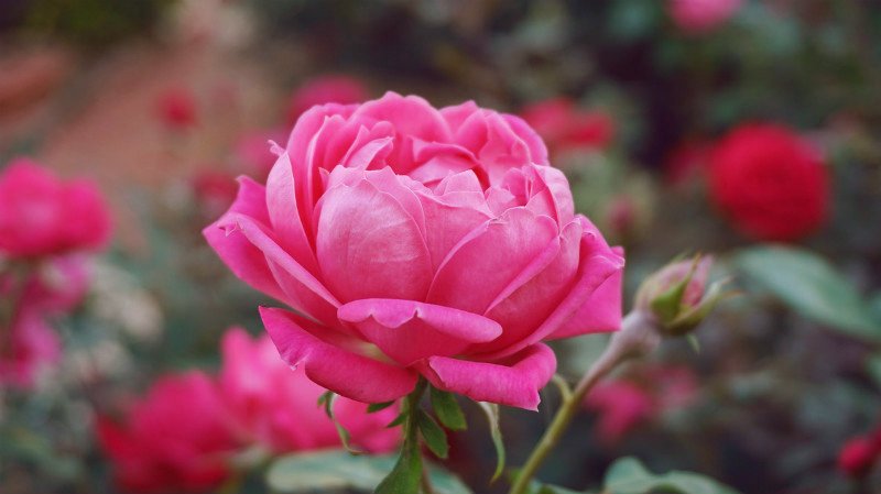 Fresh Rose Flower 05