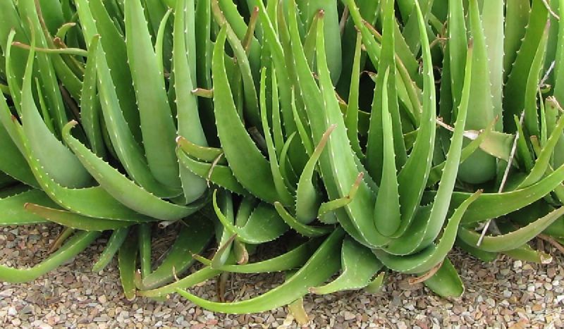 Aloe vera Plant 01