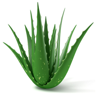 Aloe Vera Plant 04