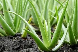Aloe Vera Plant 05