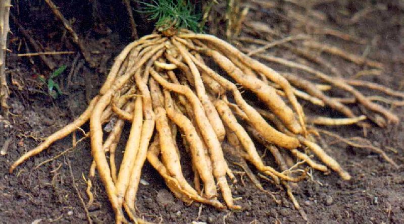 Dried Shatavari Roots 02