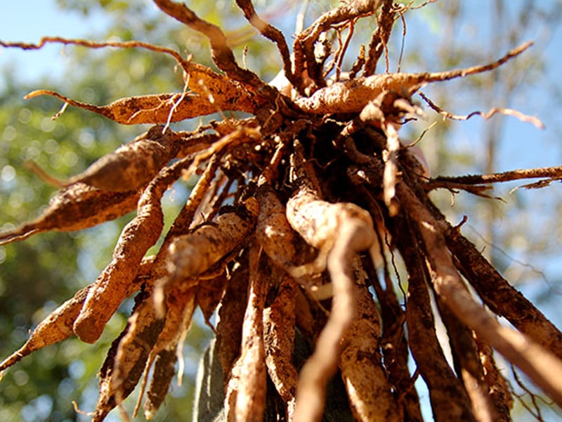 Dried Shatavari Roots 05