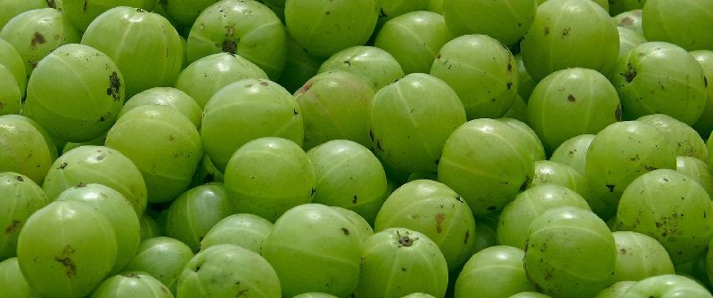 Fresh Amla 01
