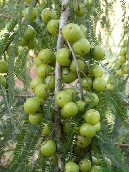 Fresh Amla 02