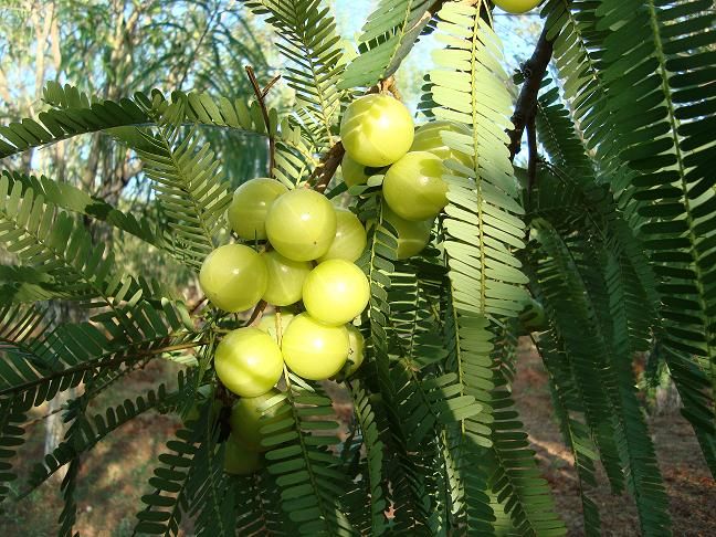Fresh Amla 04