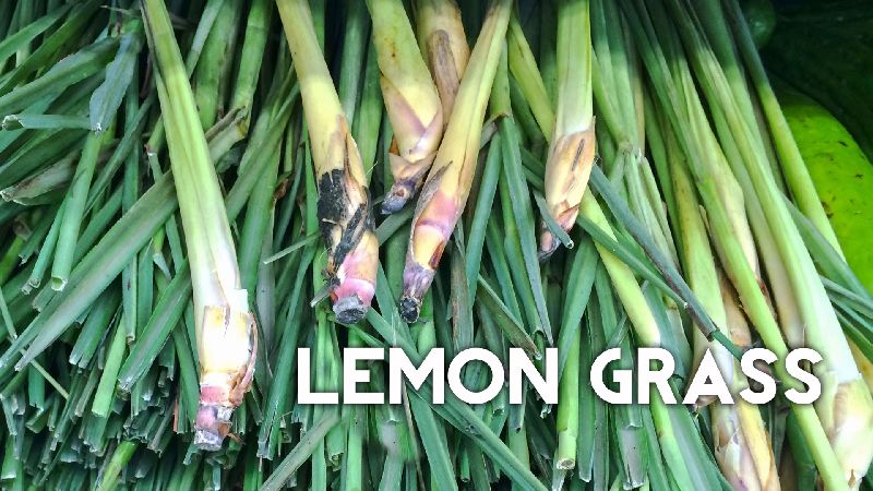 Lemon Grass 02
