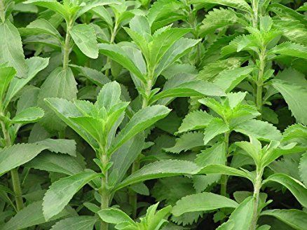 Stevia Plant 02