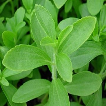 Stevia Plant 03