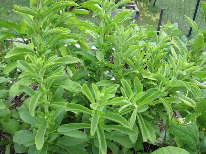 Stevia Plant 04