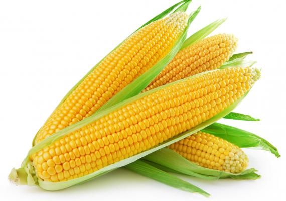 Sweet Corn 02