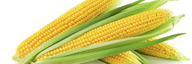 Sweet Corn 04