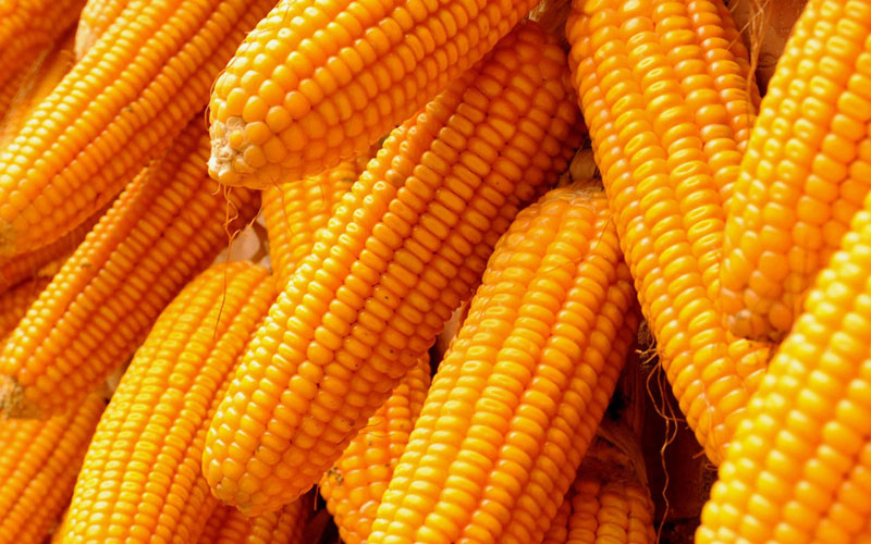 Sweet Corn 07
