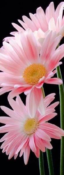Fresh Gerbera Flower 02