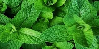 Fresh Mint Leaves 01