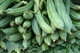 Fresh Ridge Gourd 02