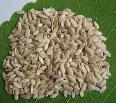 Cucumber Seeds 02