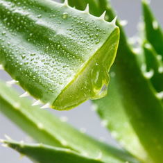 Aloe Vera Leaves 01