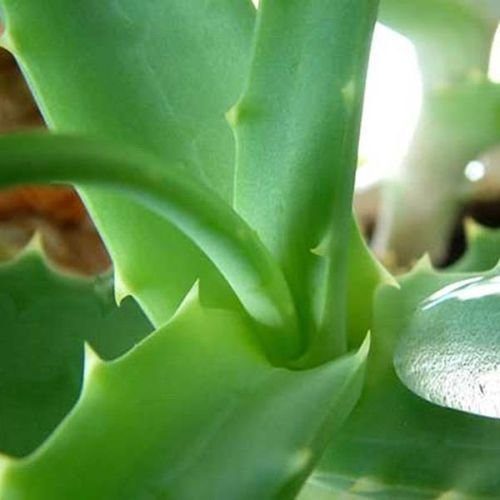 Aloe Vera Leaves 02