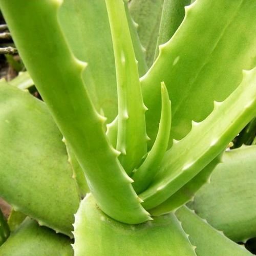 Aloe Vera Leaves 03