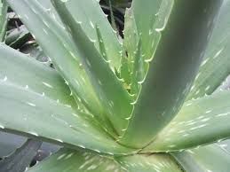 Aloe Vera Leaves 02