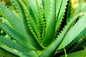 Aloe Vera Leaves 04