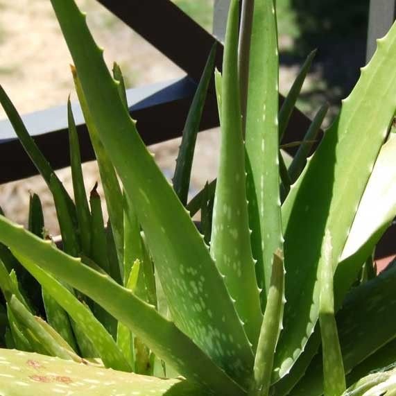 Aloe Vera Leaf 03