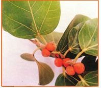 Ficus Benghalensis Seeds 01