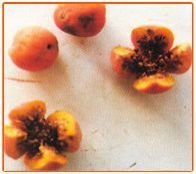 Ficus Benghalensis Seeds 02