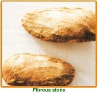 Mangifera Indica Seeds 02