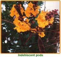 Peltophorum Pterocarpum Seeds 01