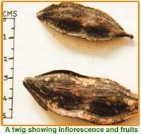 Peltophorum Pterocarpum Seeds 02