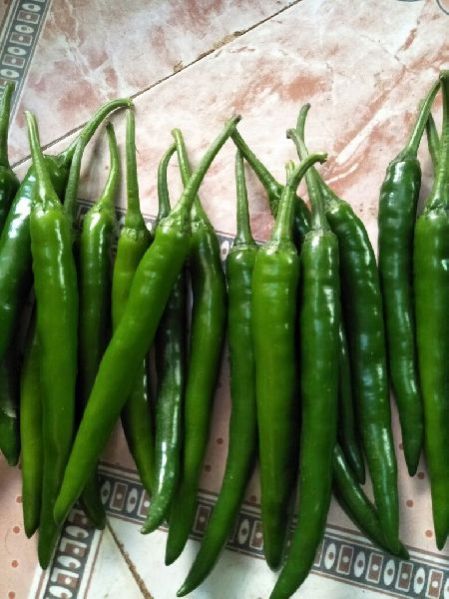 Green Chillie 01