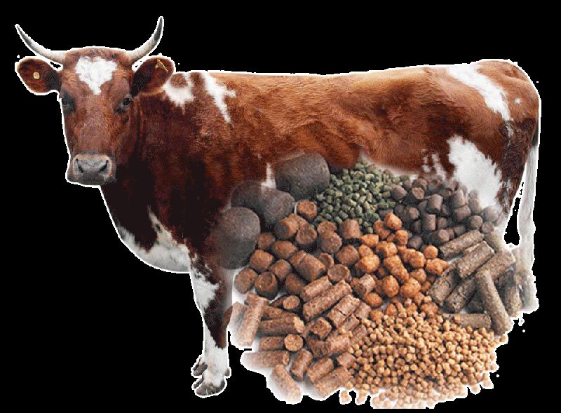 Cattle Feed 02