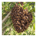 Beehive Control Services 01