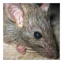 Rodent Control Services 02