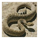 Snake Control Services 01