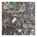 Snake Control Services 04