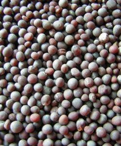 Black Mustard Seeds