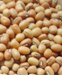 Cowpea