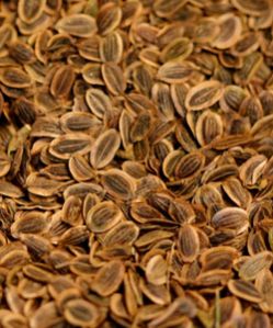 Dill Seeds