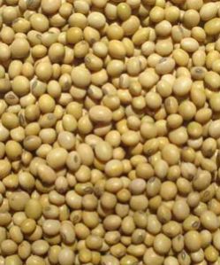 Soybean Seeds