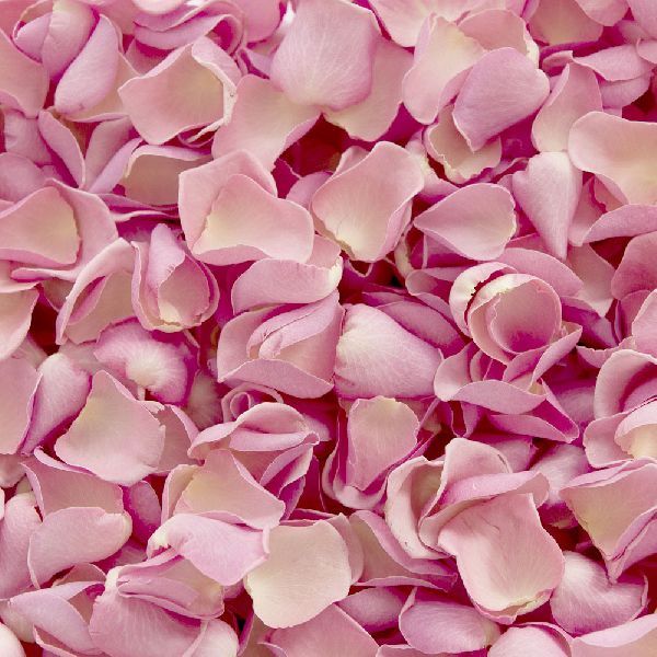 Dry Pink Rose Petal 01