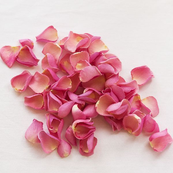 Dry Pink Rose Petal 02