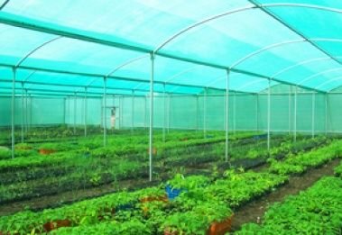 Greenhouse Service 02